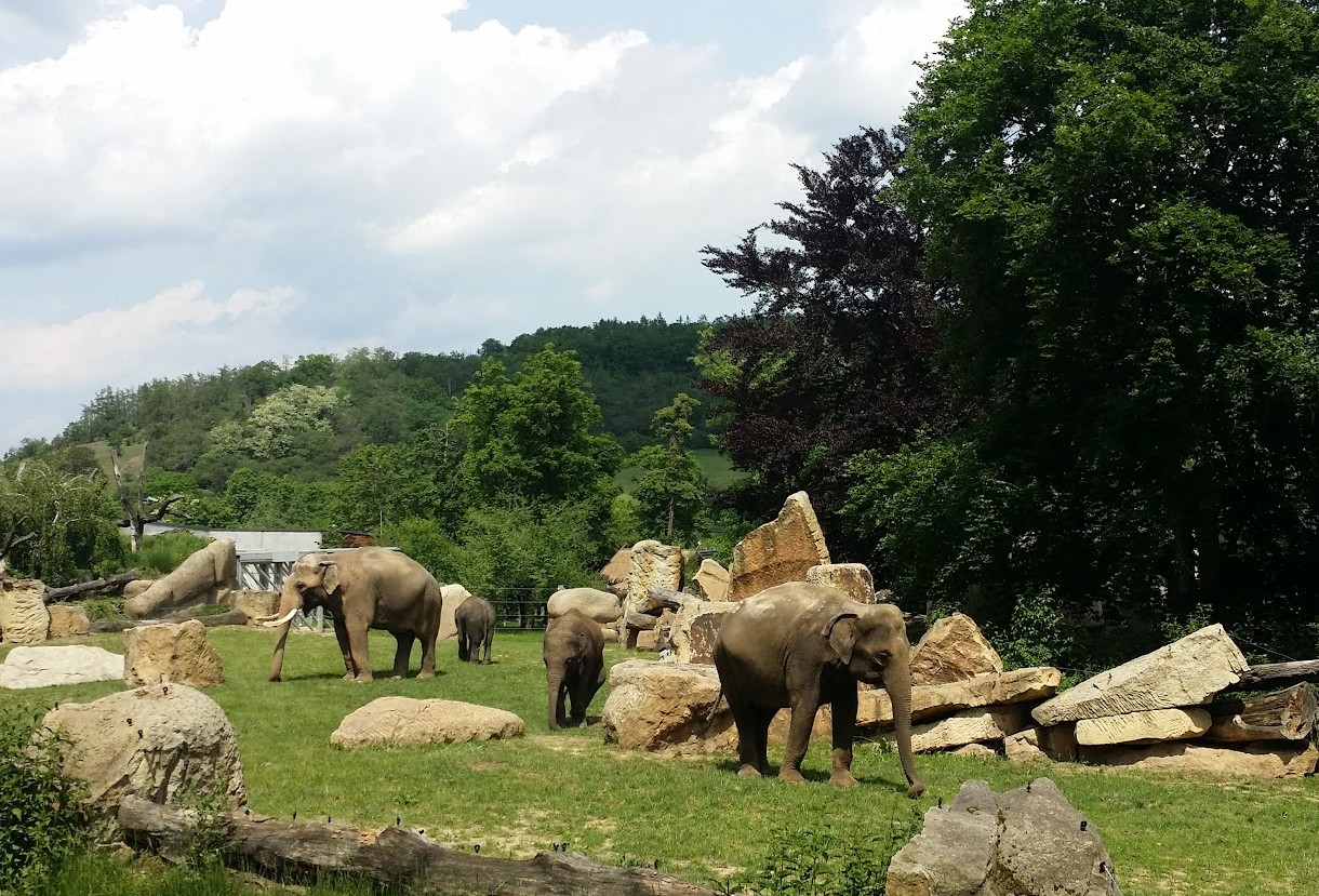 Asian elephants at Prague Zoo — Elephant Valley enclosure with pool