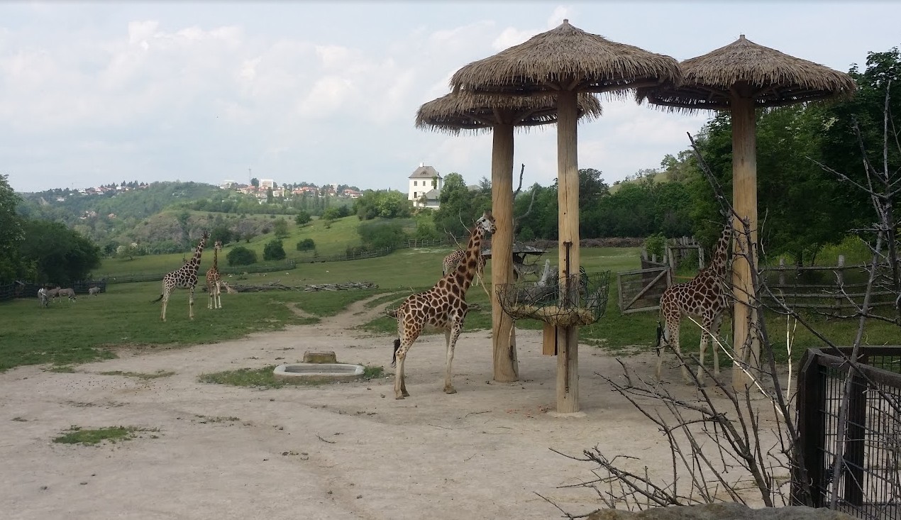 Giraffes at Prague Zoo — African Savanna enclosure viewed from the upper zoo path