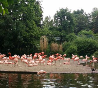 Pink flamingo at Prague Zoo — one of hundreds of species in the zoo collection
