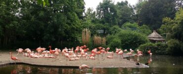 Pink flamingo at Prague Zoo — one of hundreds of species in the zoo collection