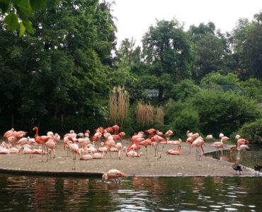 Pink flamingo at Prague Zoo — one of hundreds of species in the zoo collection