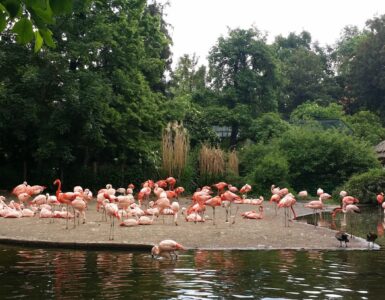 Pink flamingo at Prague Zoo — one of hundreds of species in the zoo collection