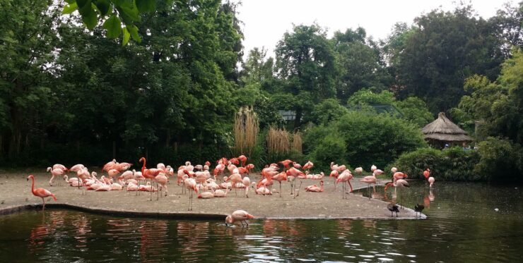 Pink flamingo at Prague Zoo — one of hundreds of species in the zoo collection
