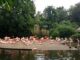Pink flamingo at Prague Zoo — one of hundreds of species in the zoo collection